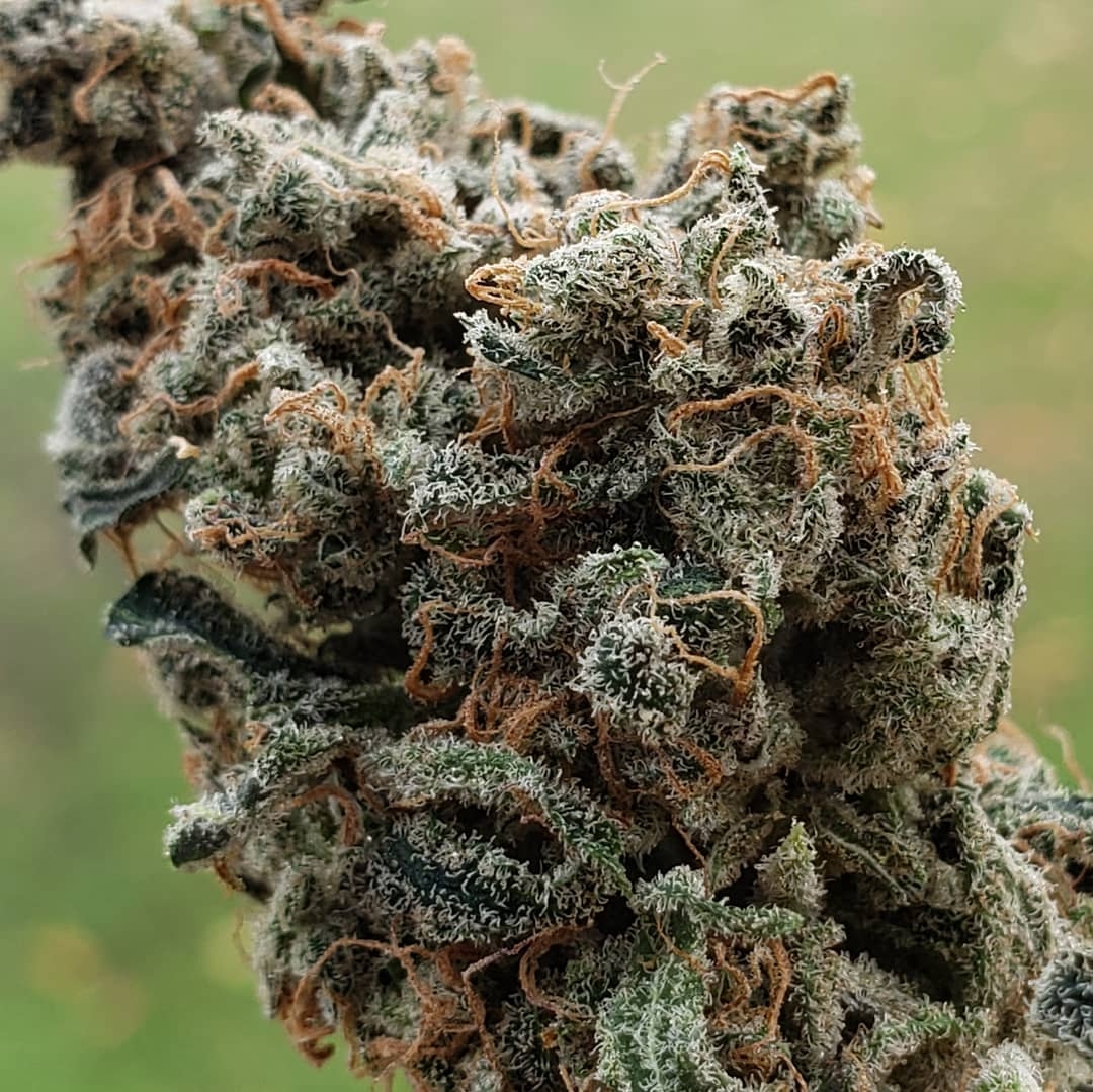 Wana Sour Gummies Hybrid